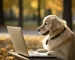 dog pc blog