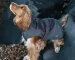 dogcoat cocker blog